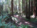 Florence Keller foot trail through the redwoods (3)